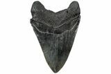 Fossil Megalodon Tooth - South Carolina #310028-1